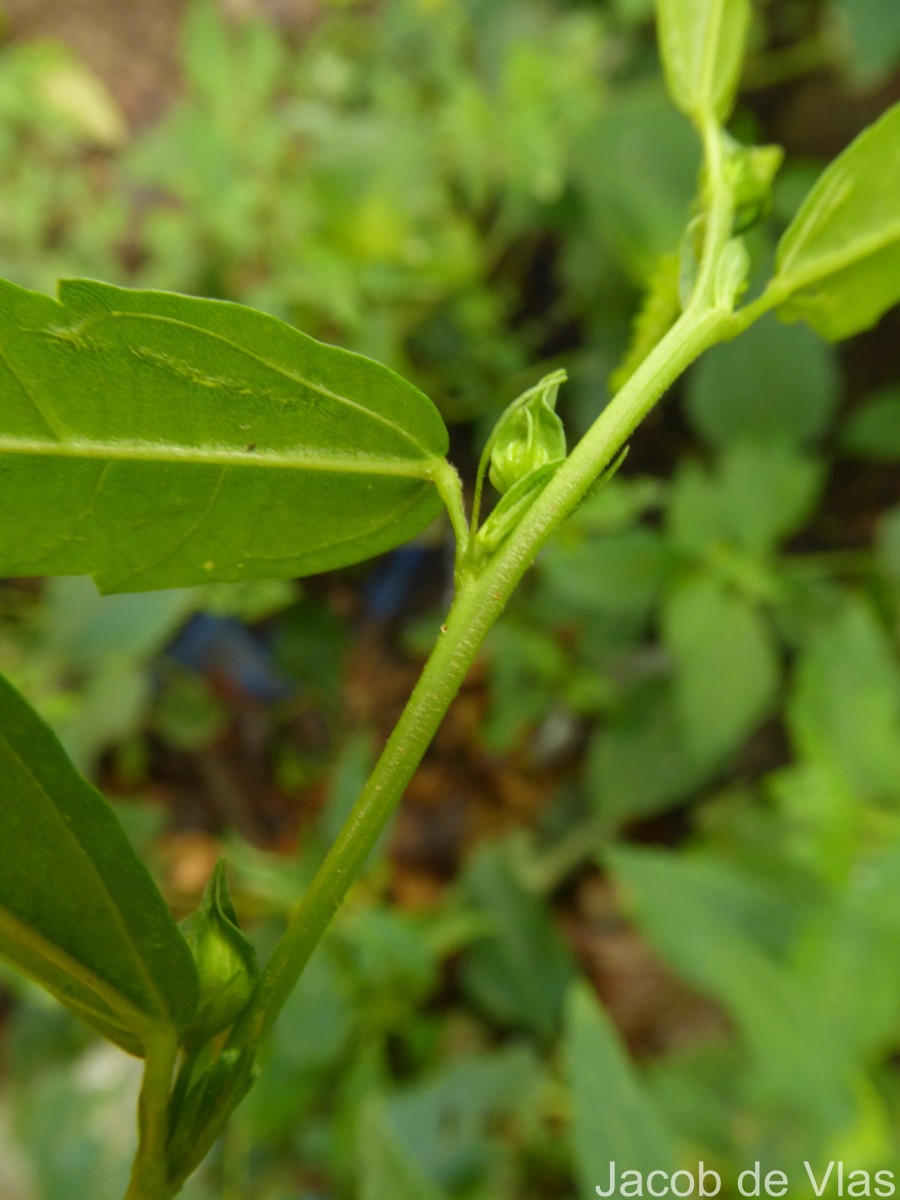 Sida acuta Burm.f.